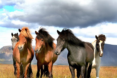 Iceland in winter - Winter Travel Guide Iceland