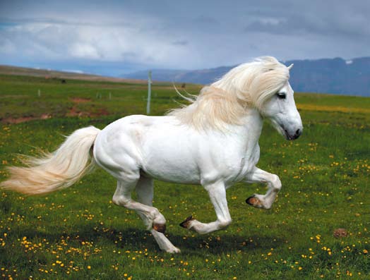 Skagafjörður Skagafjörður