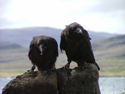 Birdwatching in Iceland