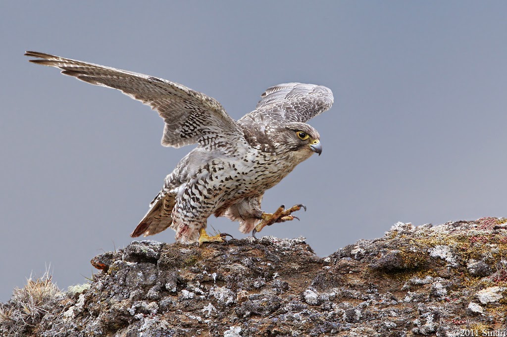 Birdwatching in Iceland