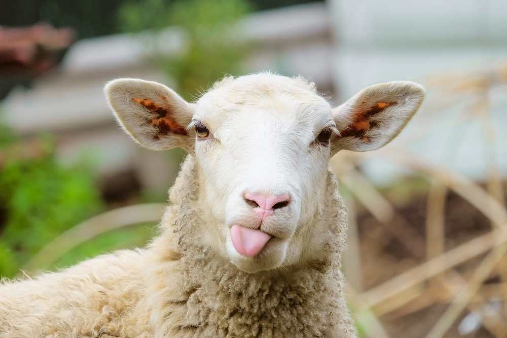 Icelandic sheep sticking its tongue out