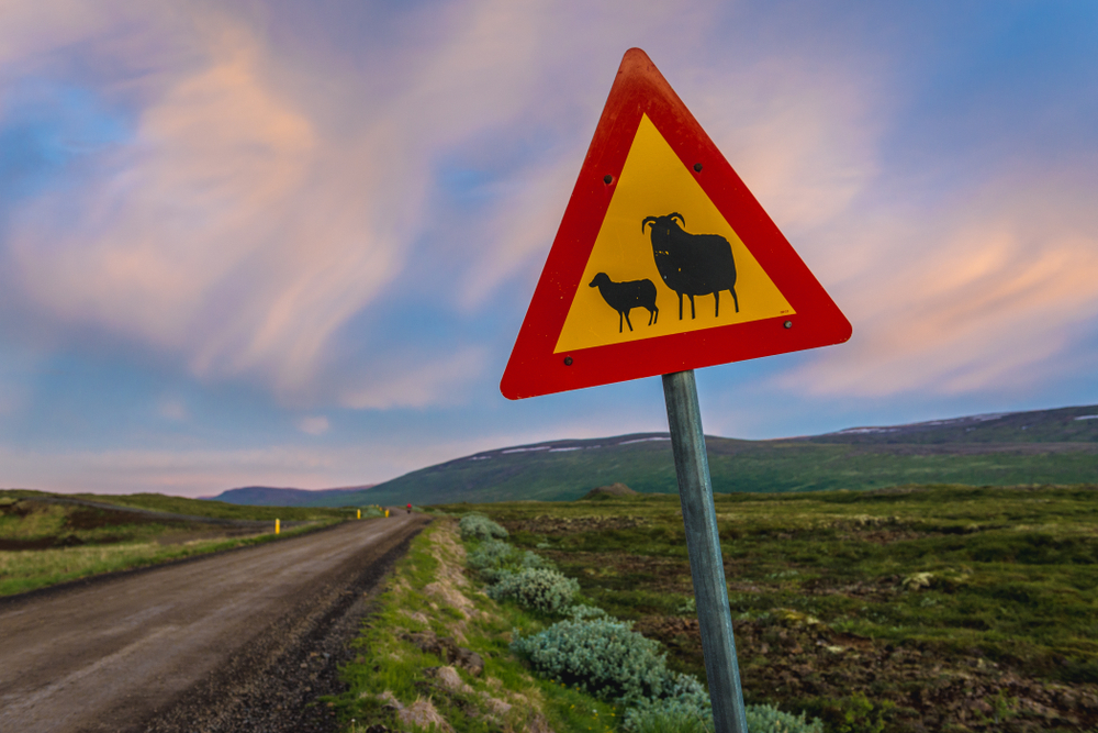 Iceland road sign warning about sheep