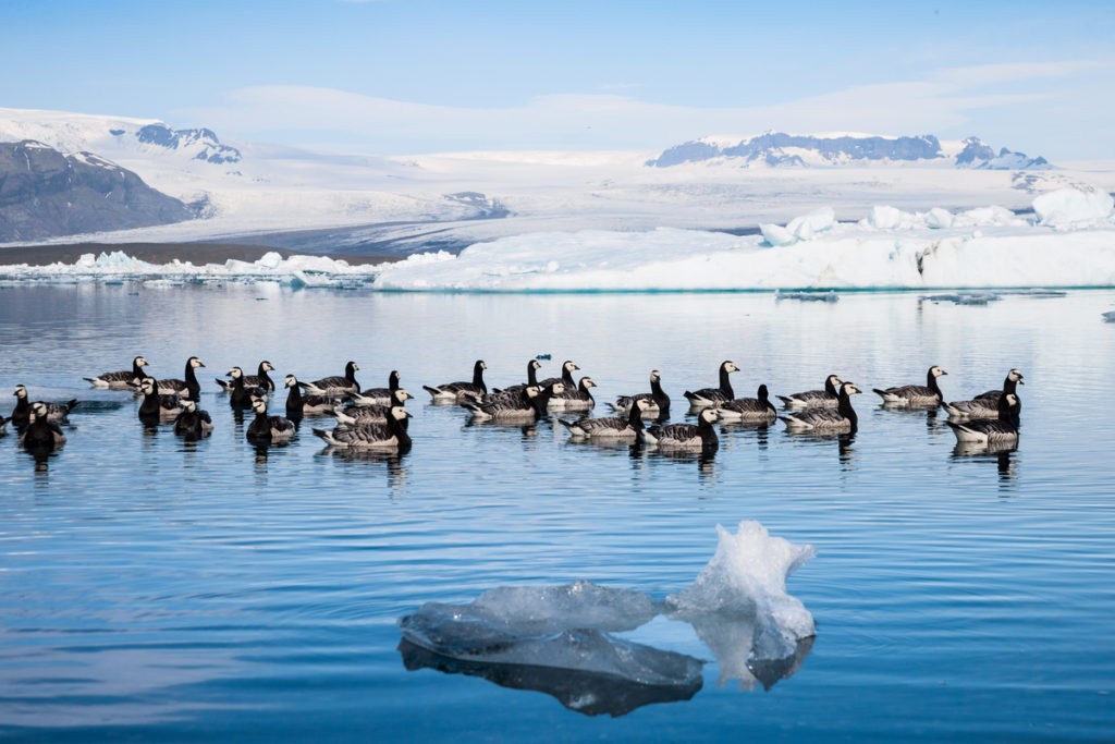 Birds of Iceland in Jokulsarlon glacier lagoon
