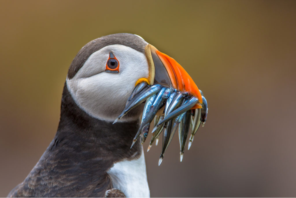 Birds of Iceland puffin with eels